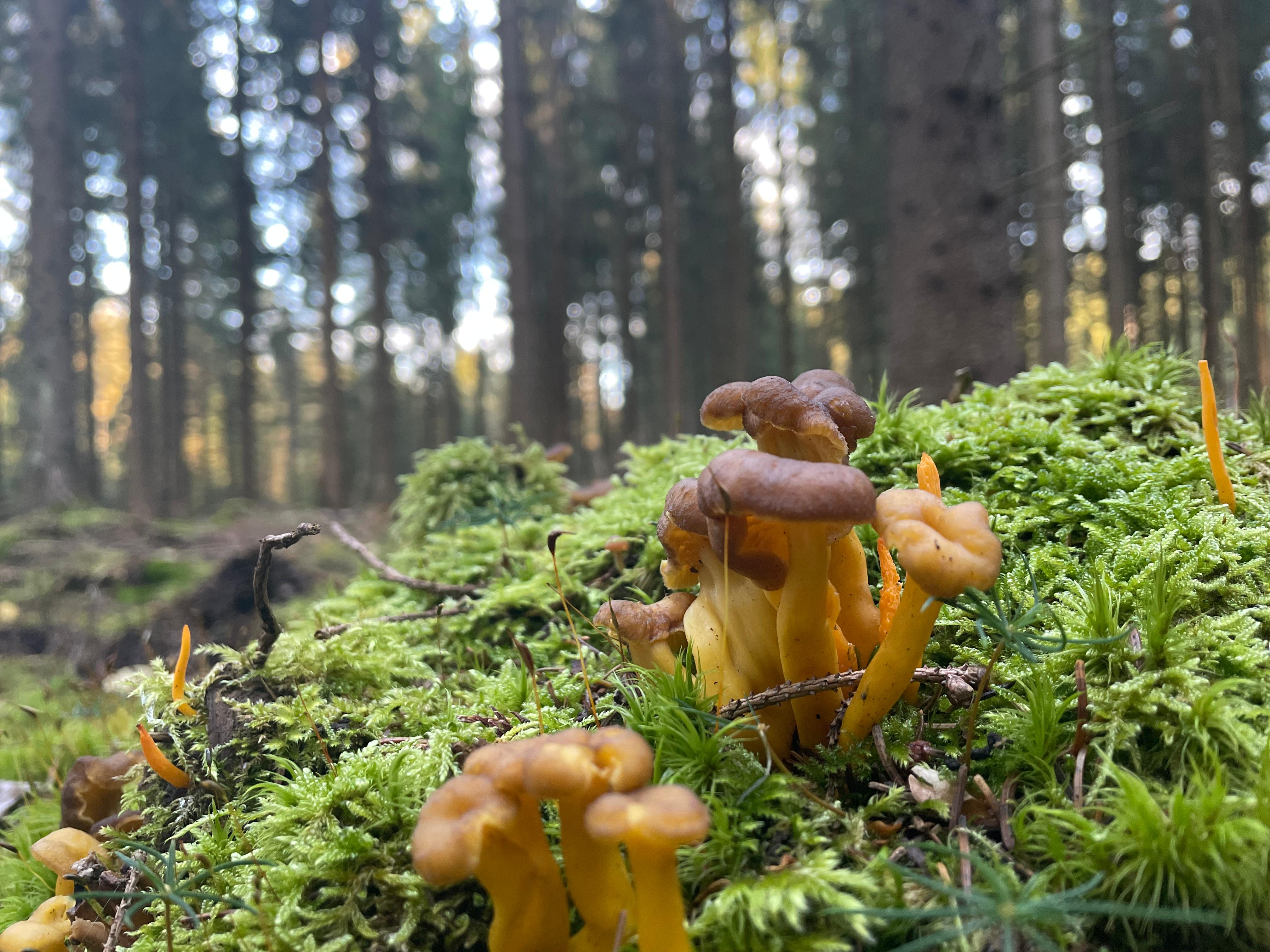 Trompetenpfifferling